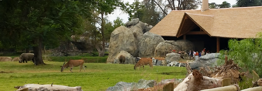 Antelope Grazing