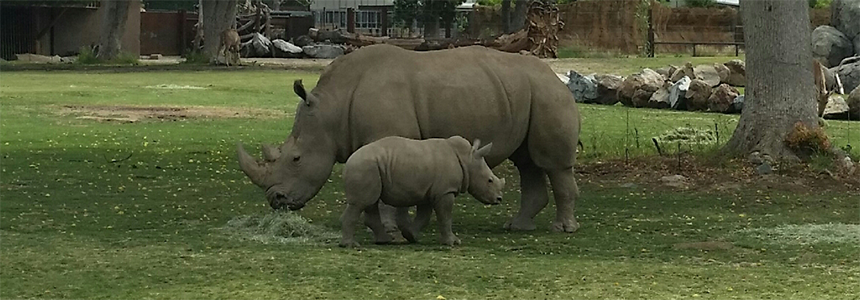 Kayla and Baby Rudo Rhino